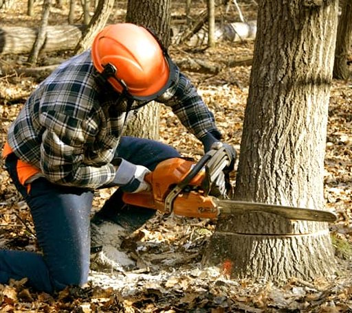 Tree Removal in Cement, OK